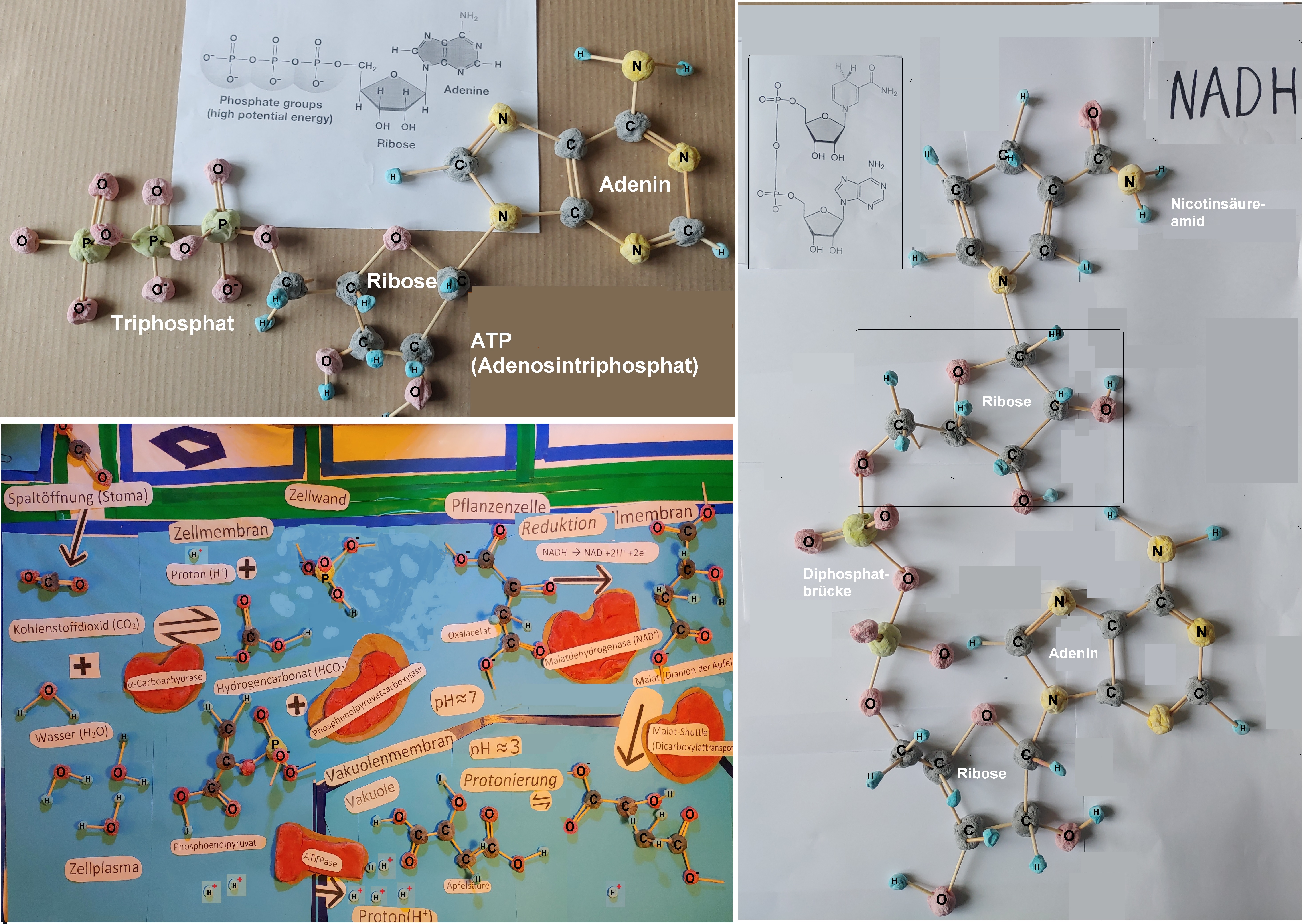 Modelle zeigen anschaulich, um was es sich handelt!